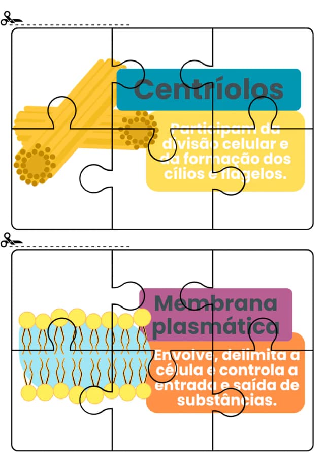quebra-cabeca-celulas-1